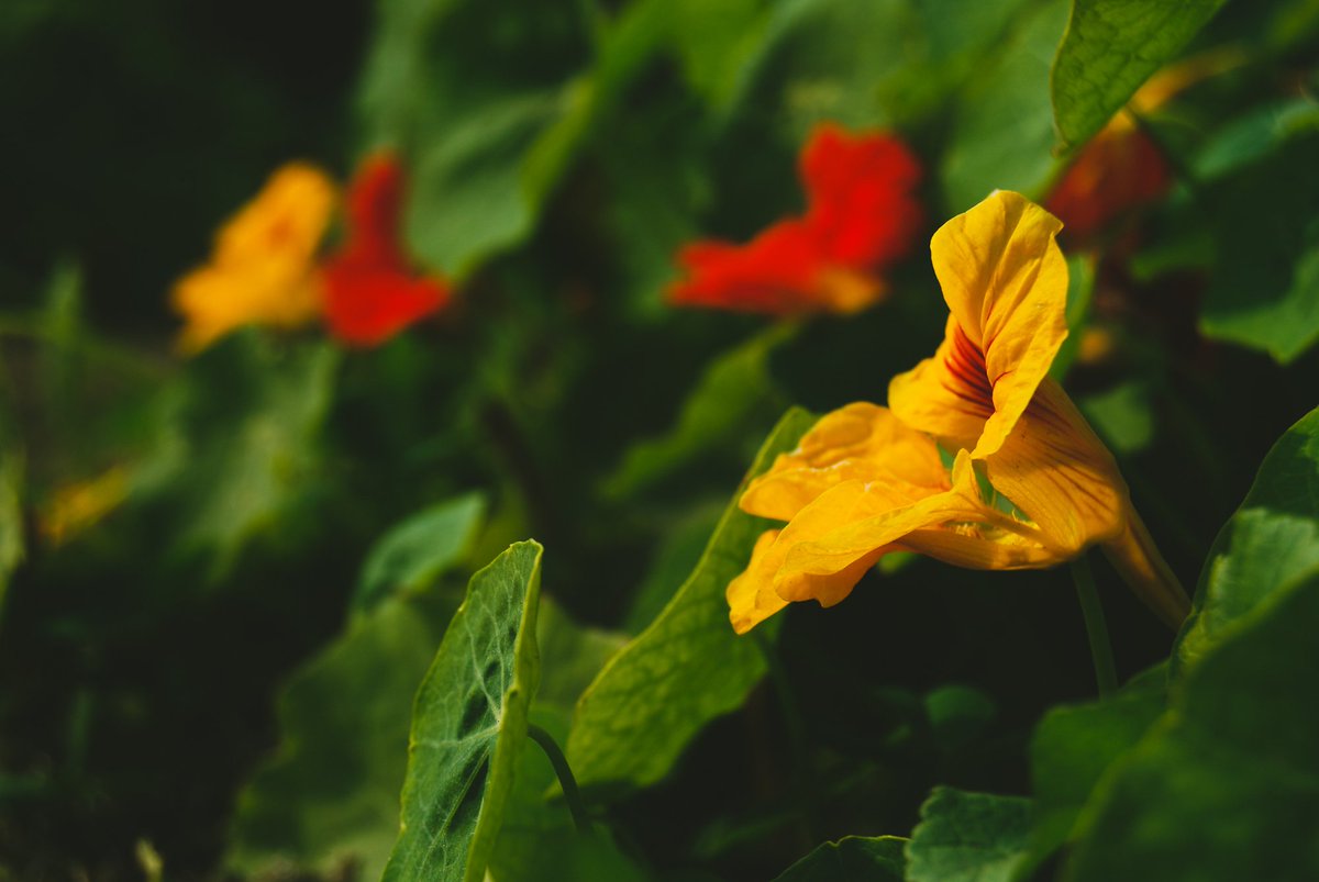 Garden Nasturtium, also known as Tropaeolum Majus, Indian Cress, or Monks Cress.