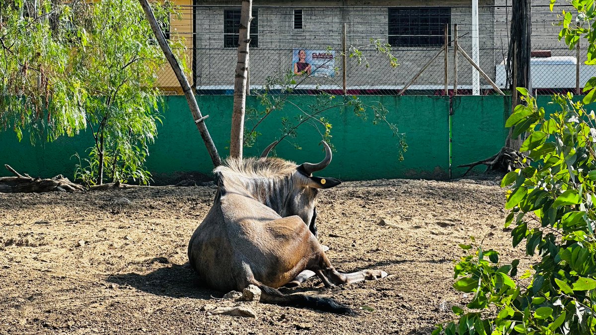Alberto_Rubio's tweet image. Urge salvar el Parque del Pueblo de #Neza

Los animales del zoológico ubicado en el Estado de México están en total abandono, desnutridos y en condiciones no óptimas de acuerdo a su hábitat. 

Hay señalamientos que indican que deben estar en un ambiente adecuado, podemos ver la…