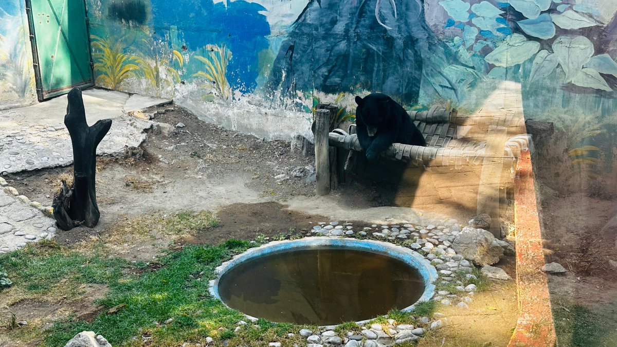 Alberto_Rubio's tweet image. Urge salvar el Parque del Pueblo de #Neza

Los animales del zoológico ubicado en el Estado de México están en total abandono, desnutridos y en condiciones no óptimas de acuerdo a su hábitat. 

Hay señalamientos que indican que deben estar en un ambiente adecuado, podemos ver la…