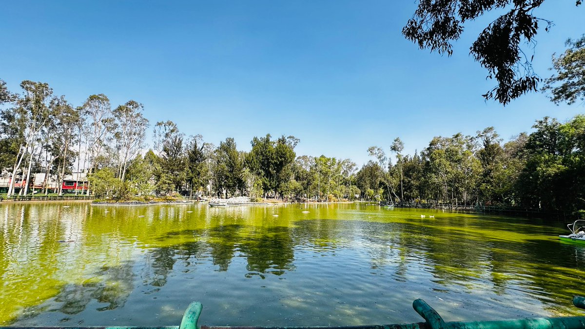 Alberto_Rubio's tweet image. Urge salvar el Parque del Pueblo de #Neza

Los animales del zoológico ubicado en el Estado de México están en total abandono, desnutridos y en condiciones no óptimas de acuerdo a su hábitat. 

Hay señalamientos que indican que deben estar en un ambiente adecuado, podemos ver la…