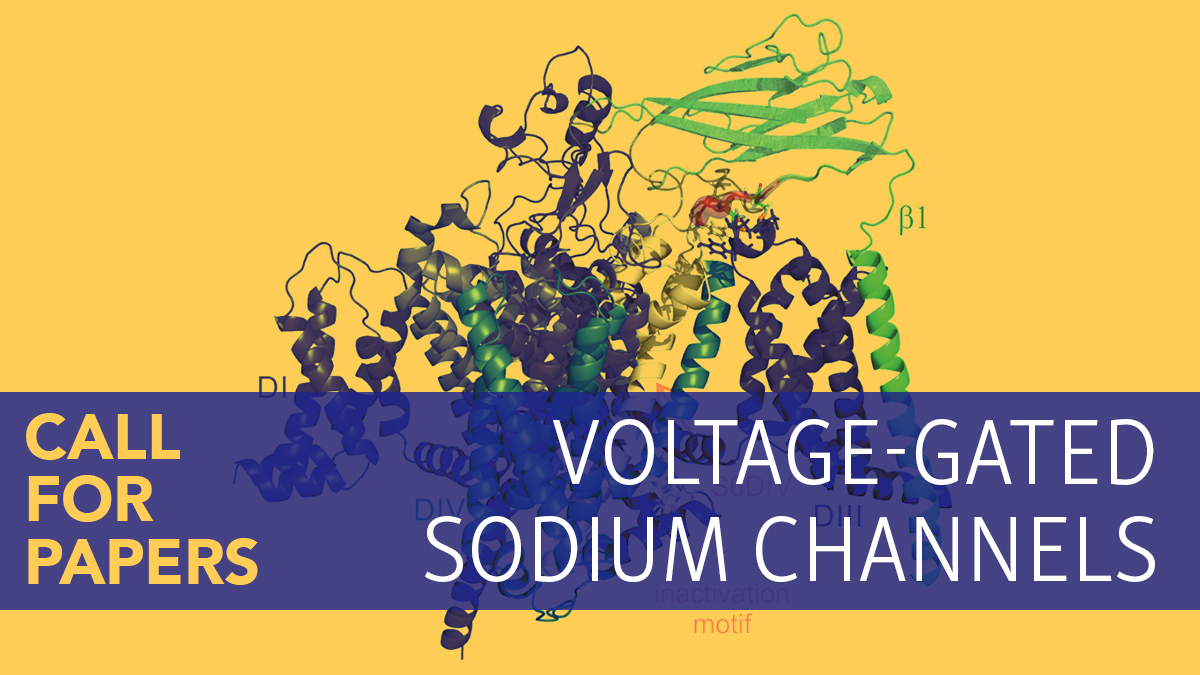 📣 Call for Papers!📣 We invite submissions on Voltage-Gated Sodium Channels to be published throughout the year and highlighted in a special issue! Guest editors are @LampertLabRWTH and @SwissIonChannel! Submit your work here ➡️ hubs.la/Q02dxrfV0 #IonChannels