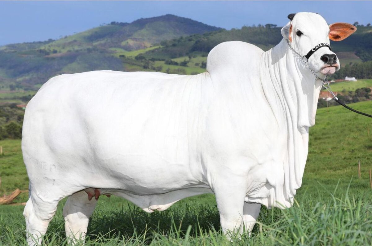 She is the world's most expensive cow and was auctioned in Arandú, Brazil for around $4.8 million. Her breed - Nellore cattle that originated from Ongole Cattle originally brought to Brazil from India. They are named after the district of Nellore in Andhra Pradesh, India.