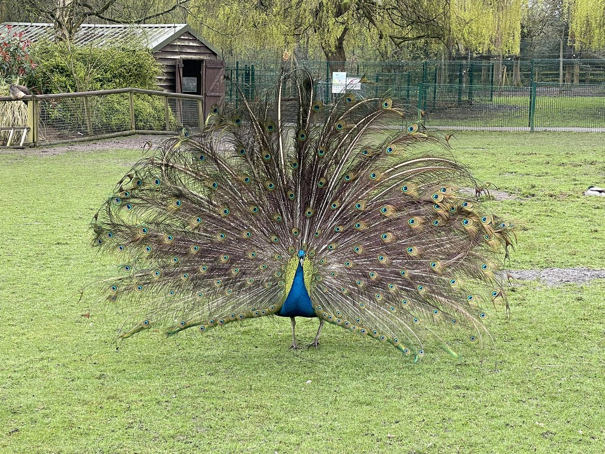 DeePointOak tweet media