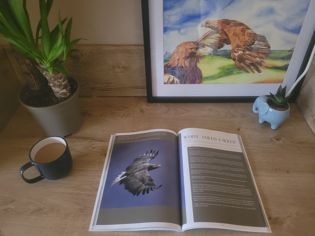 Sophie-lee Williams (@sophieleewill1) on Twitter photo Look what's arrived! 👀📗
Delighted to have a spread in <a href="/woopwoopmagz/">Woop Woop</a> Rivers and Seas edition talking about <a href="/ERWproject/">EagleReintroductionWales</a> 🦅
Check out all 'Conservation Conversations' in this amazing Magazine 👏 Dioch to Ben Powell and colleagues! 🦅🏴 <a href="/DurrellWildlife/">Durrell Wildlife Conservation Trust</a> <a href="/GwentWildlife/">Gwent Wildlife Trust</a> Look what's arrived! 👀📗
Delighted to have a spread in <a href="/woopwoopmagz/">Woop Woop</a> Rivers and Seas edition talking about <a href="/ERWproject/">EagleReintroductionWales</a> 🦅
Check out all 'Conservation Conversations' in this amazing Magazine 👏 Dioch to Ben Powell and colleagues! 🦅🏴 <a href="/DurrellWildlife/">Durrell Wildlife Conservation Trust</a> <a href="/GwentWildlife/">Gwent Wildlife Trust</a>