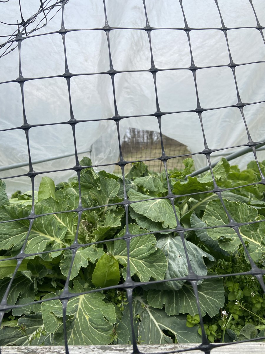 On Friday, our CDL members collaborated with our community partner, Rick Sayles, in his community gardening event🌱🌼🥬🍅