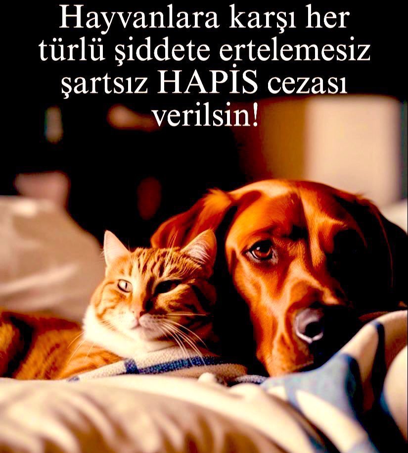 <a href="/darkbluechild/">Mavi 🐾🦋🫧</a> Hayvanlara yapılan şiddet,istismar,kötü muamele için,
Zorlama hapsi olan,
Alt limiti Ertelemesi olmayan,
Yatarı olan,
Para cezasına çevrilemeyecek
Ağır Cezalar,Yaptırım ve 
Cezaların Koşulsuz Şartsız 
Uygulanmasını İstiyoruz!.
#AdaletEylemi 
#BenVarım