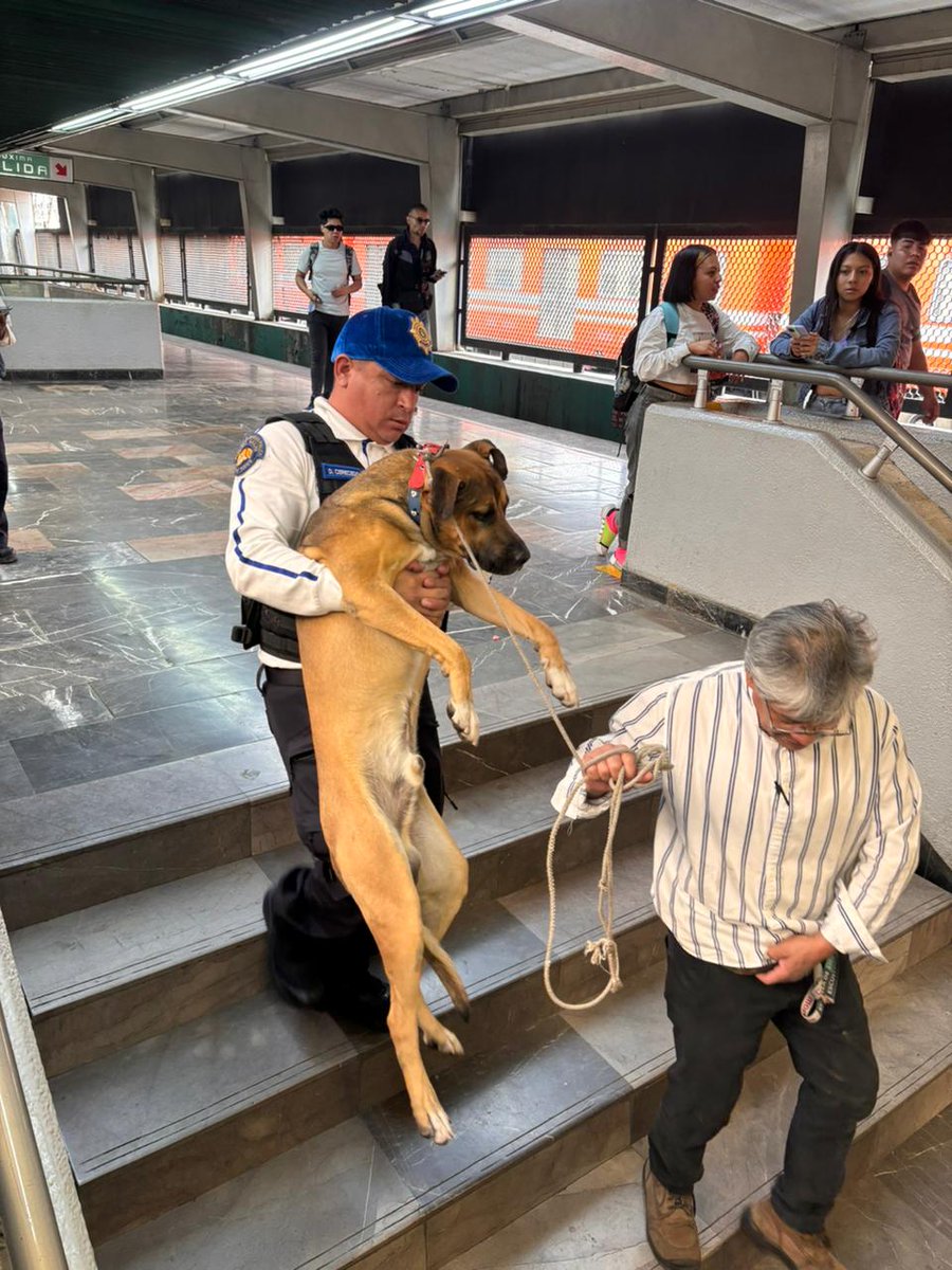 MetroCDMX's tweet photo. #AvisoMetro: Se normaliza el servicio en la Línea 4, después de realizar un corte de energía, debido a maniobras para el rescate de un perrito en vías. El avance de los trenes es continuo. https://t.co/KYNDWLiOky