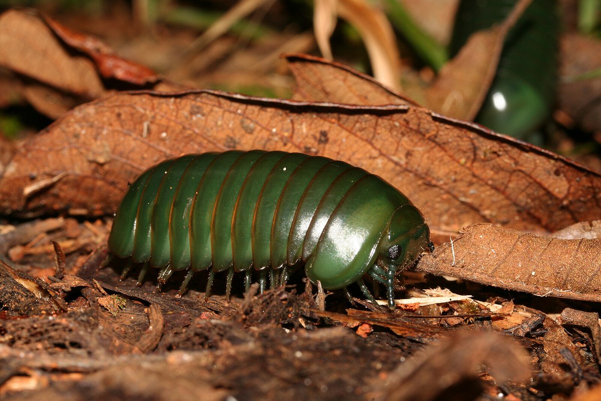 Just learned that Madagascar has enormous green roly polies! The giant emerald pill millipede (Zoosphaerium neptunus), which can grow to 3.5 inches *Not the same as the more familiar & much smaller woodlice/roly polies/pill bugs, but an anatomically similar arthropod