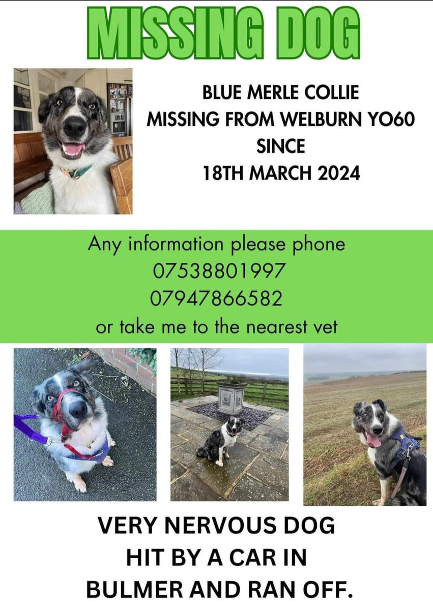 #findingRemy missing since 18th March from #Welburn #York hit by a car in #Bulmer no sightings since. Nervous dog #retweet help to get Remy home @pettheftaware @HunnyJax @The_Animal_Team @AngelaMortimer2 @ruskin147 @colliesontherun @MrAndrewCotter