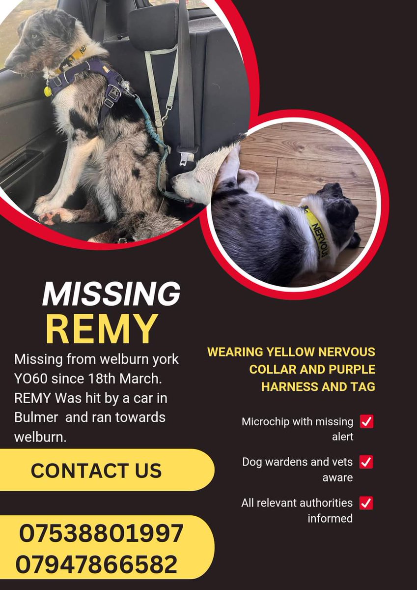 MissingPetsGB tweet picture