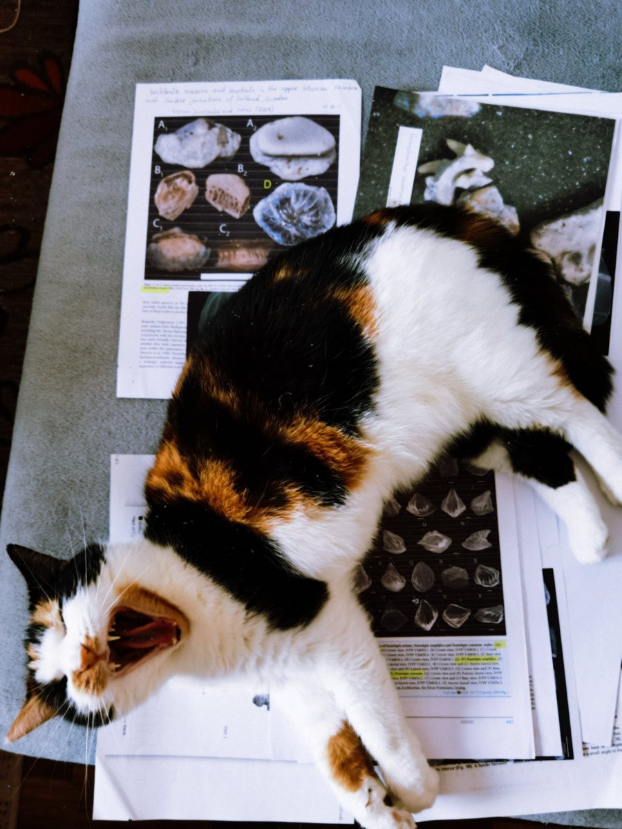 Palaeontology is not for everyone 🤭 😾 😴 #cat #funny #pictures #paleontology #FossilFriday #research #Science #Discovery #Paper #work #catlovers #pets
