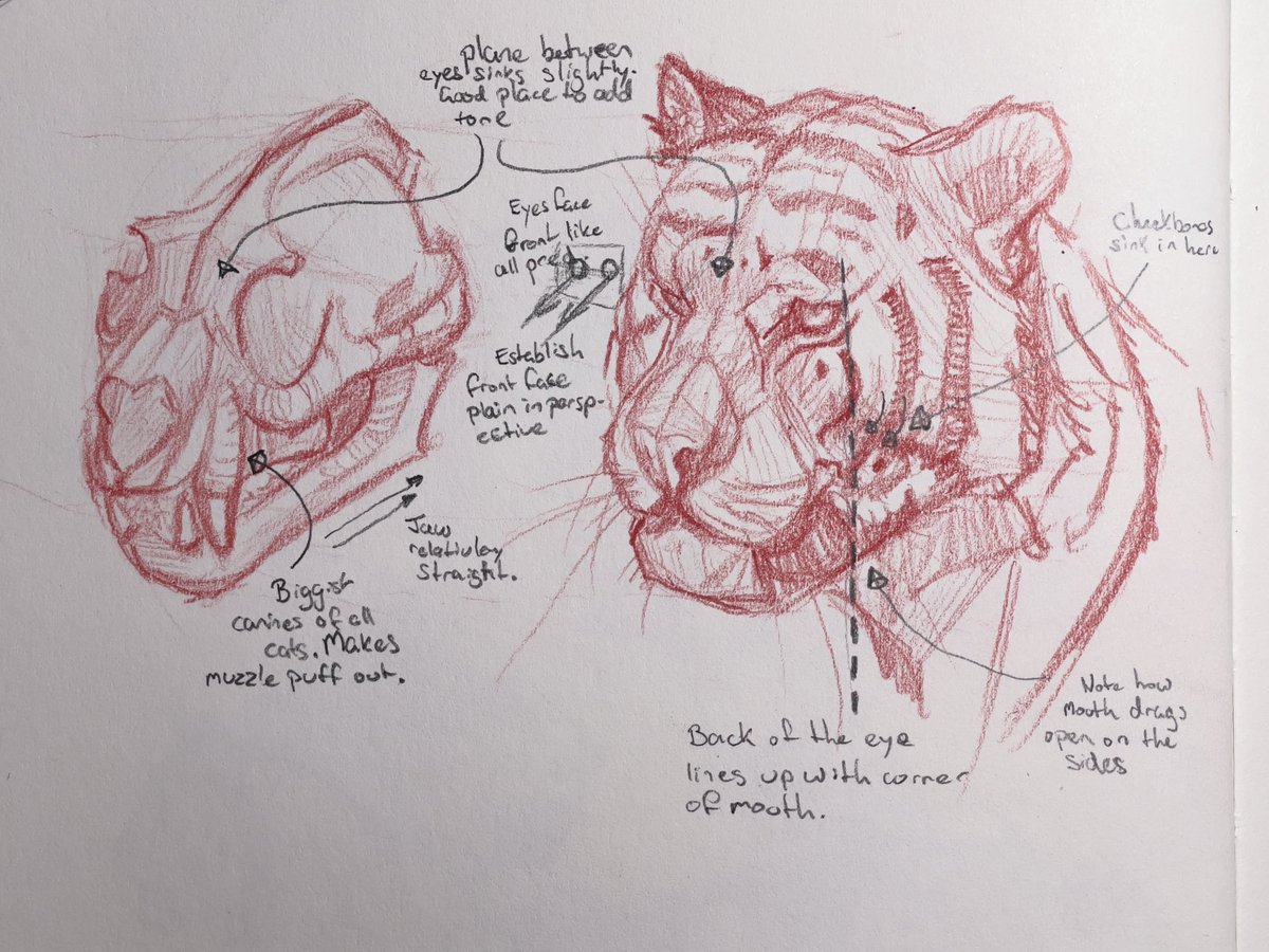 dearMischief's tweet photo. Tiger study https://t.co/KiDPwpWCdi