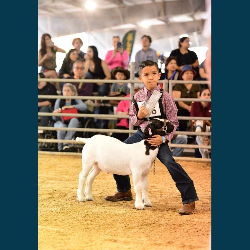 Congratulations to our Harlingen High School and Harlingen High School South FFA members on their success at the 85th Annual Rio Grande Valley Livestock Show!🐮🐷🐑 Visit loom.ly/NgpzVnQ to view results.🔗