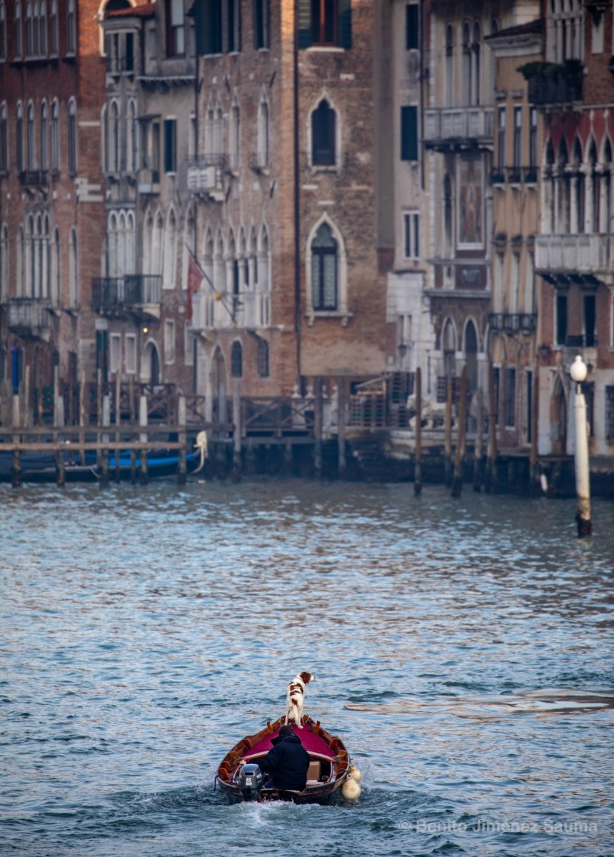 A dog explores the Canal Grande, Venice. 

#Venezia #Venice #CanalGrande #Dog #Italy #Italia #buoncompleanno #dogs #venicecanal #photography #wanderlust #dogsoftwitter