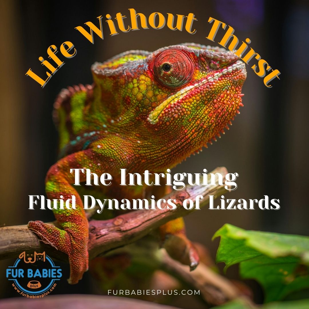 Drink up hydration facts! Some lizards never take a sip in their lives, absorbing all needed hydration from their food. Talk about low-maintenance and green living! 🦎💧 #LizardLives #PetFact #EcoFriendlyPets