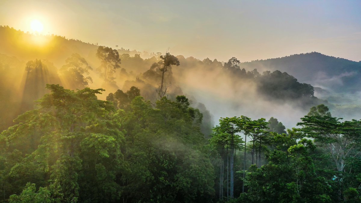 🌳 Five positive signs for #forests 👇🏽. 1. Climate & nature agendas converging. 2. Global agreements spurring national-level action. 3. Indigenous rights & roles gaining recognition. 4. New forest finance. 5. Private sector efforts gathering momentum. wwf.panda.org/?10925941/Five…