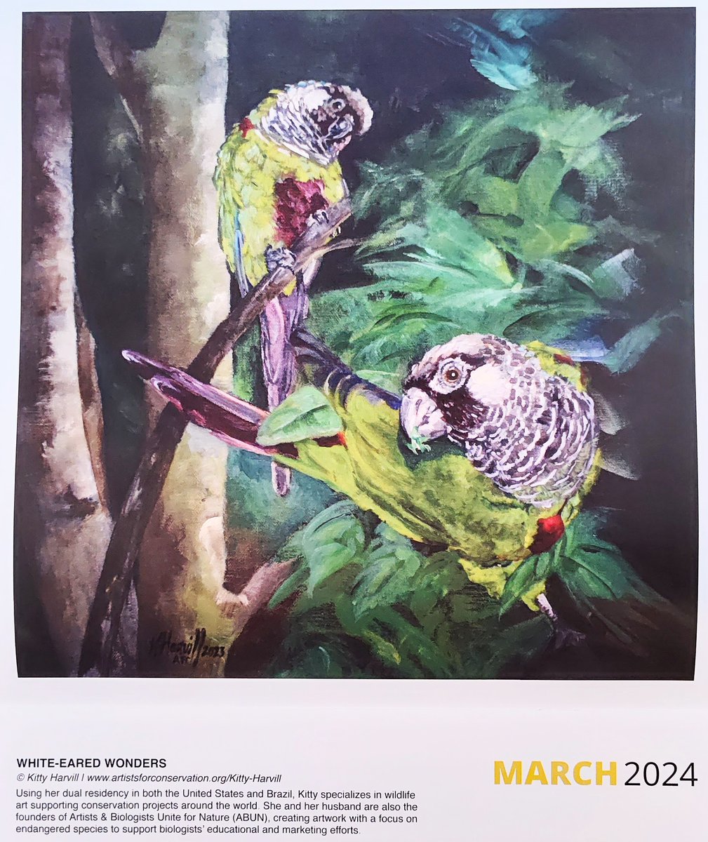 Time for March #ParrotCalendarOfTheMonth! First up are these beautiful white-eared parakeets (AKA maroon -faced) by Kitty Harvill in the World Parrot Trust art calendar. Found in Eastern Brazil, they are considered near-threatened. @ParrotTrust @desi_milpacher
