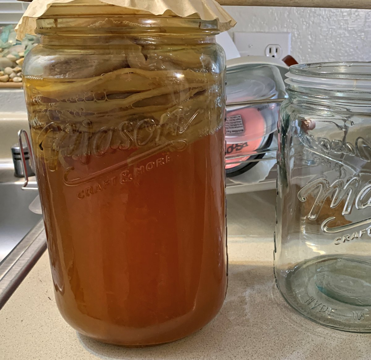IslandCodger's tweet photo. Kombucha Day!
Fungus and Bacteria... yum
Ours is a monster. It just keeps making babies.
Actually, it is "yum" and we use it in moderation to keep us regular.

#Alaska #prepper #kombucha #homesteadingtips https://t.co/ba0mRwMNp1