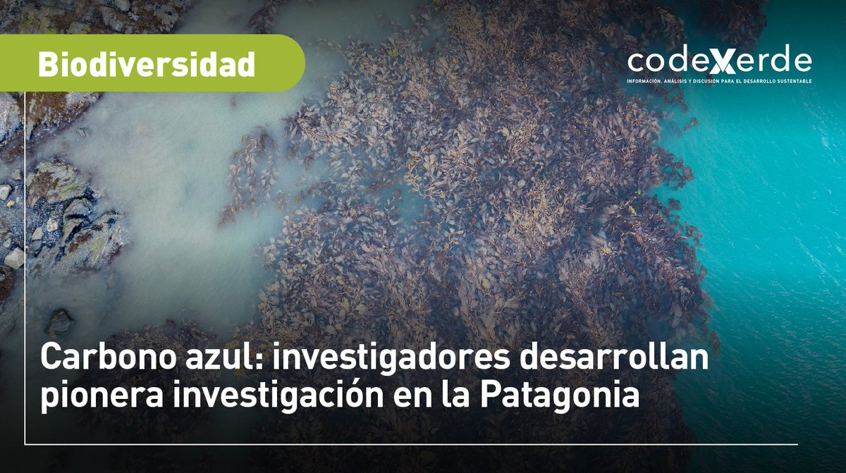 CodeXverde's tweet image. En el estrecho de #Magallanes y seno #Almirantazgo, un grupo de  científicos llevó a cabo una expedición para monitorear los bosques de  #macroalgas.👉 bit.ly/3TAVvNh

#huiro #carbonoazul