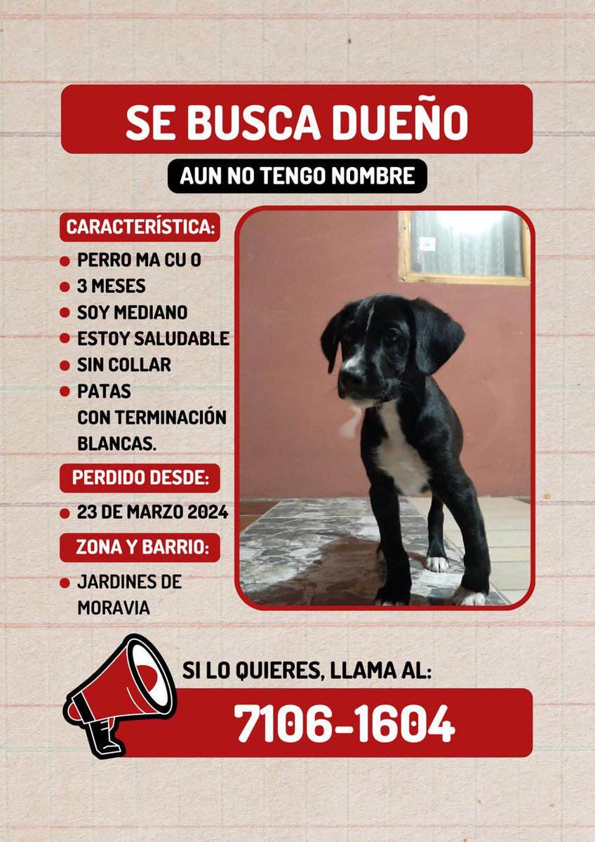 Hola! Este perrito está extraviado / en busca de hogar si al final no se encuentra a su dueño