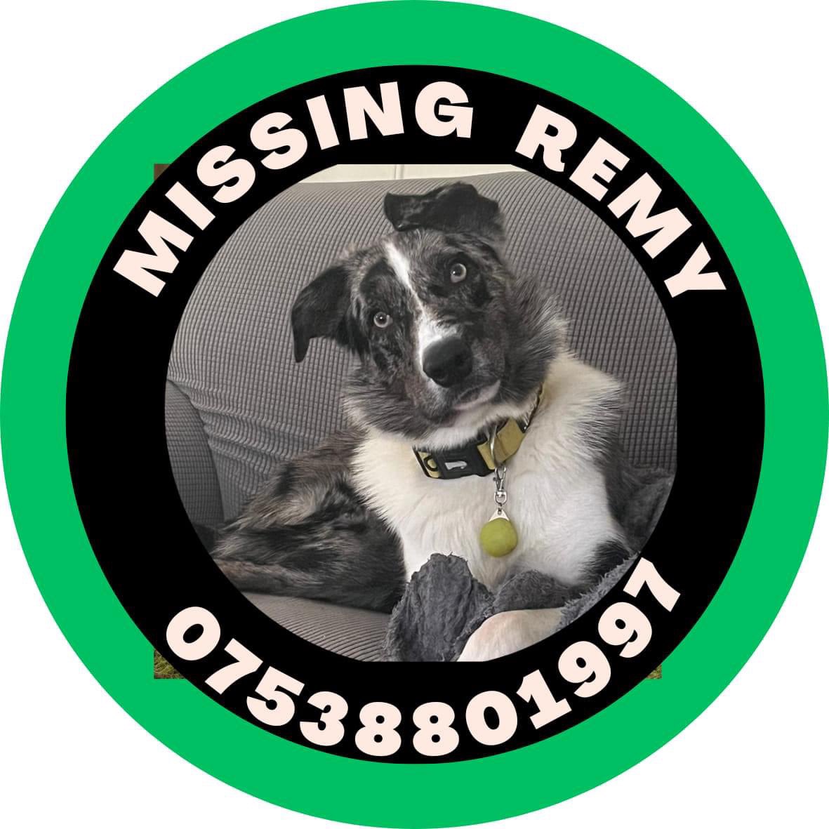 <a href="/DogLostUK/">DogLost</a> <a href="/bs2510/">beth</a> <a href="/MissingPetsGB/">Missing Pets GB</a> <a href="/HunnyJax/">Stolen Missing Longtimelost 🐾Where Are They All</a> <a href="/susiestrachan/">Susie Strachan</a> <a href="/joannew0112/">Jo Jo</a> <a href="/clares14764190/">clare s</a> <a href="/SheridanAlcock/">Shez 🐾 Ⓥ</a> <a href="/ZuccoIsMissing/">SassPirelli</a> <a href="/MsTKIndeed/">TK</a> #findingRemy 

REMY could be anywhere in the surrounding area of #Welburn or he could attempt to get home to #Stockton if he's not badly injured. 
Pls call the number on poster if sighted or with any info on REMY.

LOCALS #CastleHoward #Bulmer #WhitwellOnTheHill #Crambe #Foston