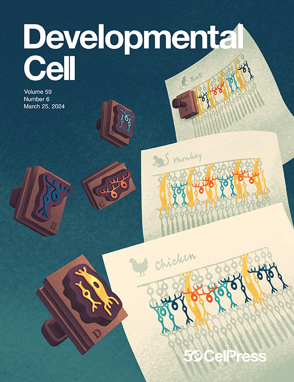 Excited to have lineage motifs out in the world. Hoping the concept and methods can be useful in various developmental systems as more lineage data become available. Congratulations to @tranmartink and @AskaryLab on the work, and thanks to Adara Koivula and @Wonderstrucksci for…