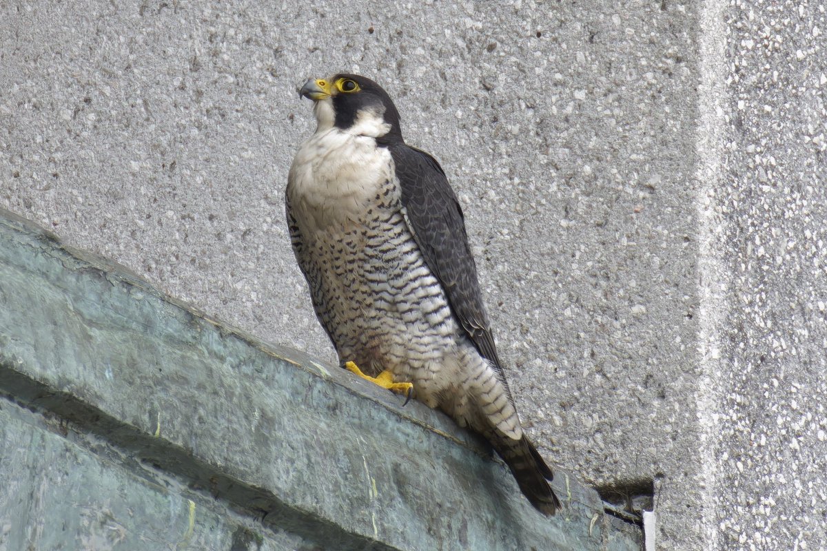 Peregrine falcon #Poole #Dorset #urbanfalcon @PPeregrines @harbourbirds @BayHoles @DorsetBirdClub @DorsetWildlife @SightingDOR @SonyUK