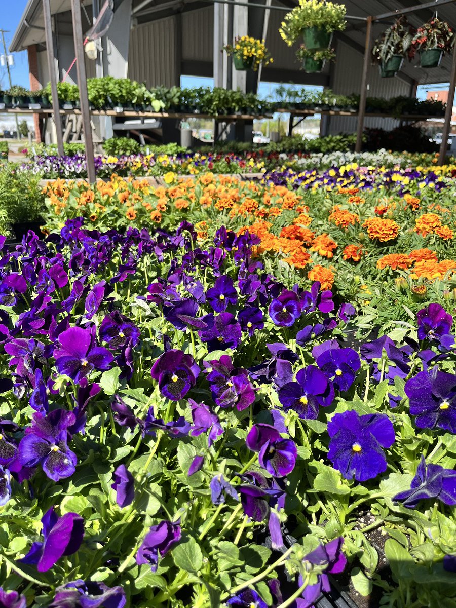 Our state farmers markets are in full bloom getting ready for the Spring Plant and Flower Festivals! Check out one near you! Midlands Plant & Flower Festival: April 11-14 Pee Dee Plant and Flower Festival: April 18-21 Piedmont Plant and Flower Festival Festival. April 25-28