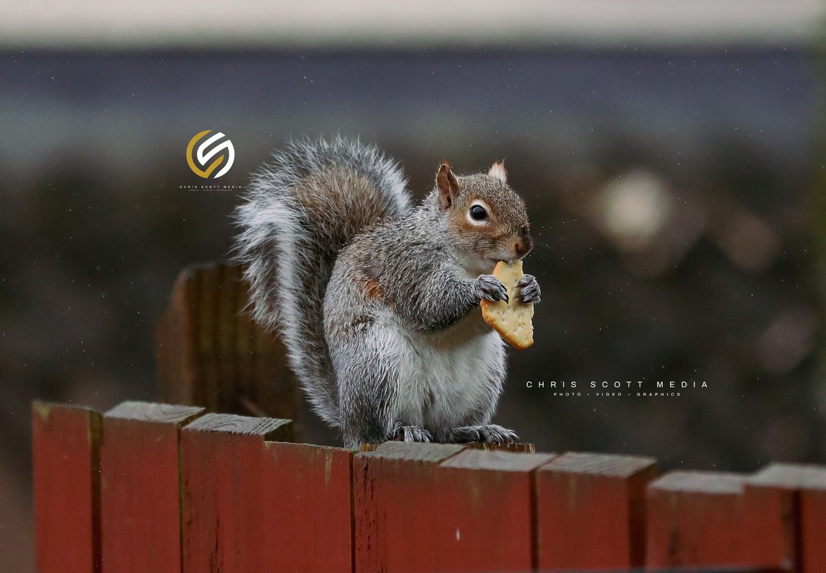 🥜🐿 Morning feed 📷 @ChrisScottPics 📧 ChrisScottMedia@outlook.com #Belfast #Squirrel #CoAntrim #CanonPhotography #Ireland #NorthernIreland #BelfastPhotographer #Wildlife #Photography #Phototgrapher #ChrisScottMedia #WestBelfast