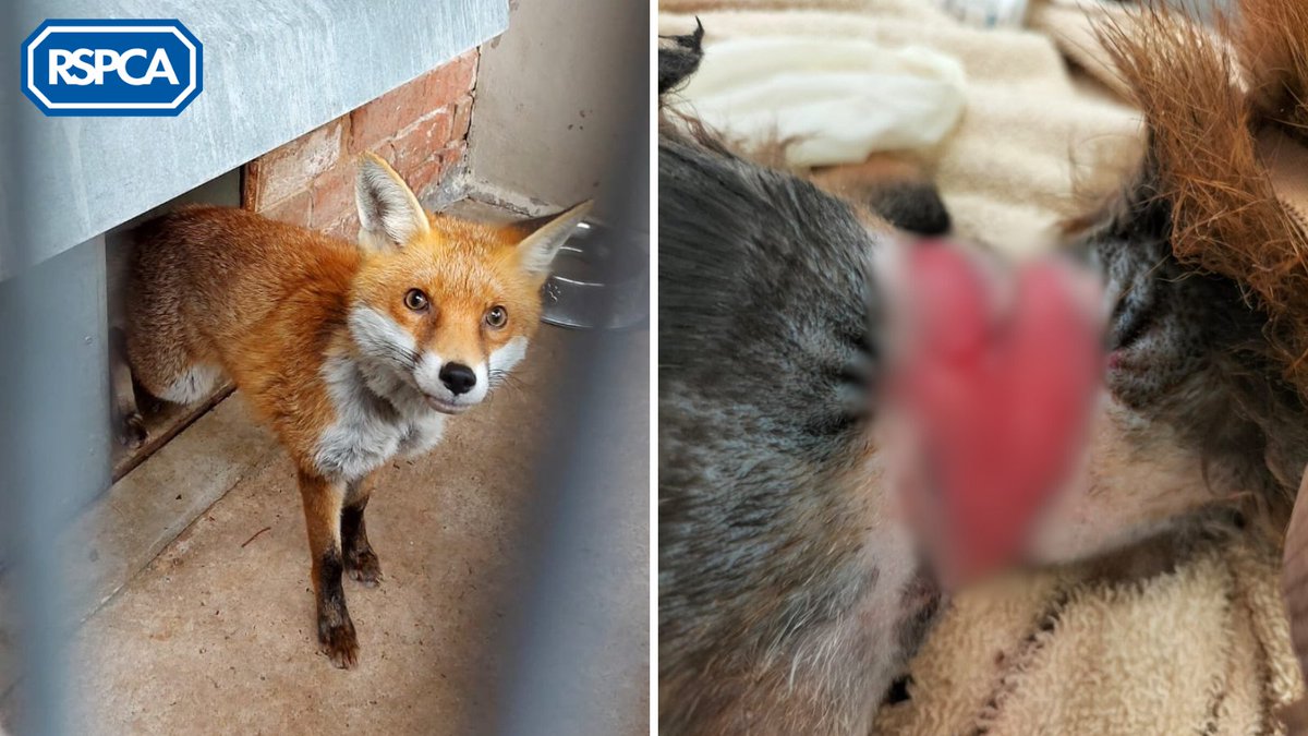 Everyday objects can become hazardous when not disposed of correctly! ⚠️ This vixen required 2 months of rehab at @RSPCAStapeley after she got tangled in garden netting and suffered a deep wound to her neck. Protect wildlife and join the #GBSpringClean: bit.ly/37t7tnM