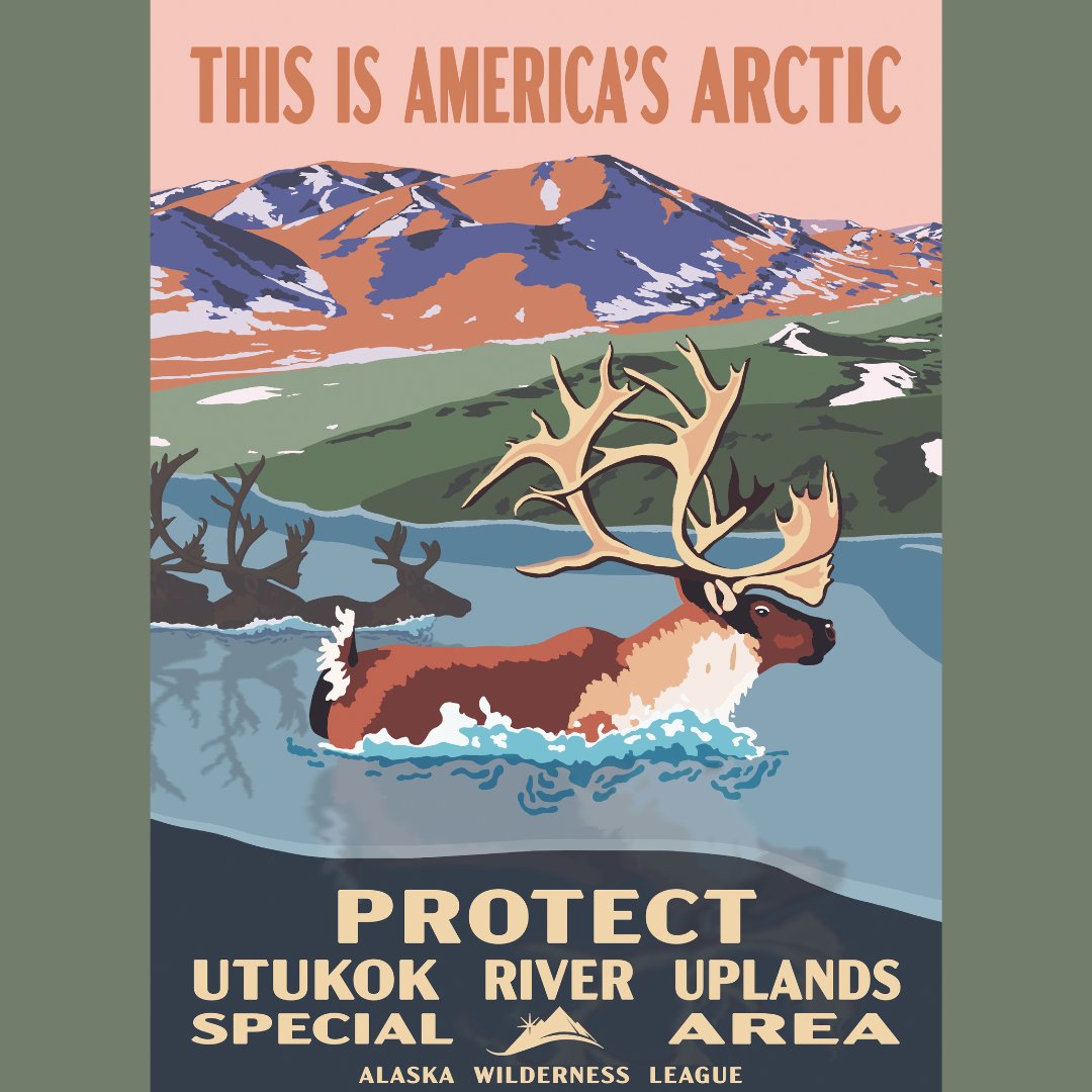 The Utukok River Uplands Special Area is the birthplace of the Western Arctic caribou herd. 40+ villages rely on this herd for subsistence, but encroaching oil & gas is putting the caribou at risk. We need to strengthen protections for our Special Areas & defend #AmericasArctic