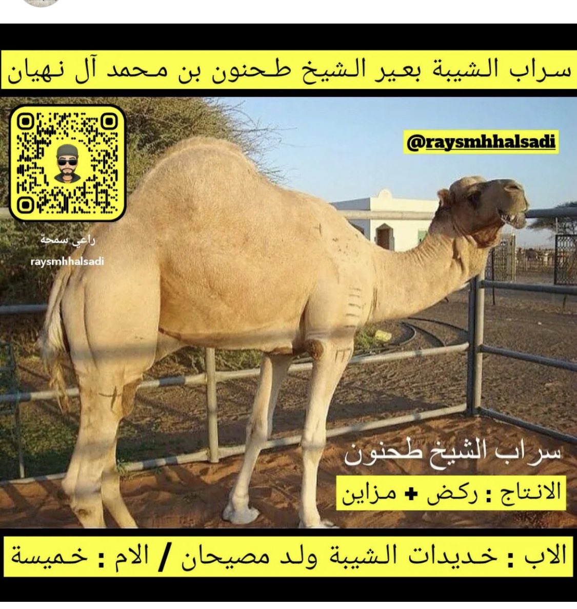 alameri72's tweet image. وين بلقا لي تفل التيم فل
لي بدنها طاح وين الضلع لان
ماضربها في ثنادوها كهل
والمناكب كنها روس الرماح
ان غمزها ما تعطيه المهل✨