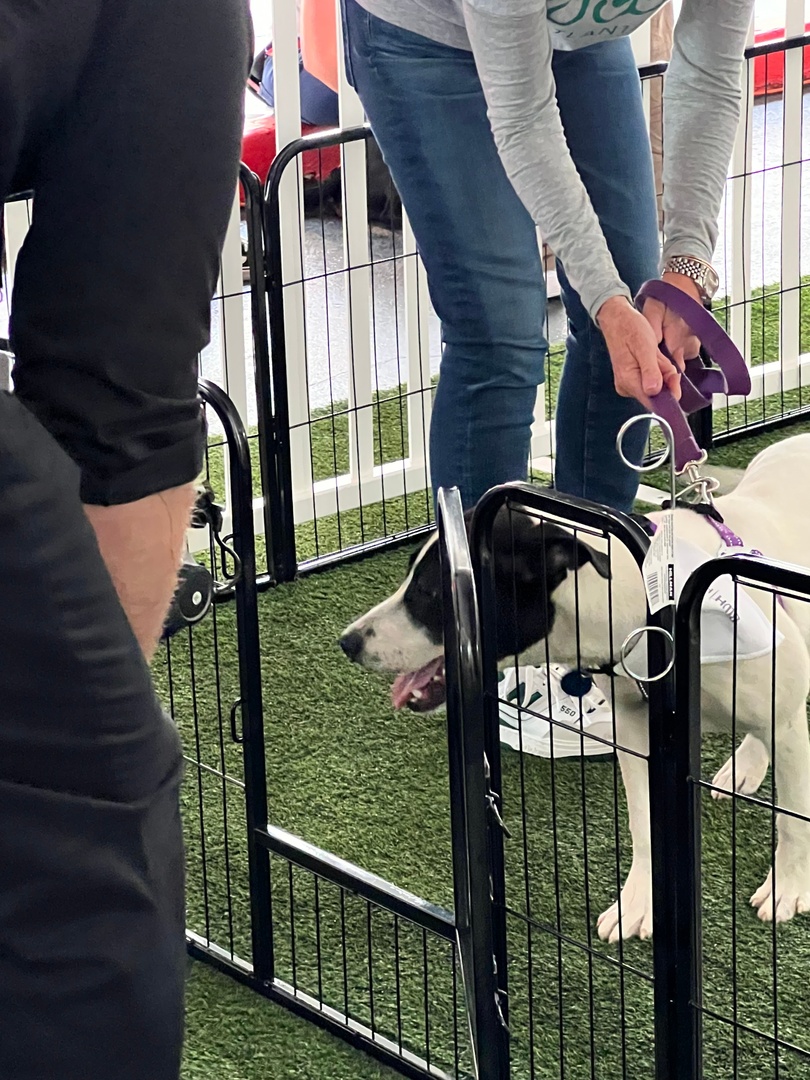 CCPEvents's tweet image. Puppy Power!!
Between all those riveting conference sessions, our attendees loved having the opportunity to take a much-needed break and indulge in some furry cuddles with adorable puppies! #Conference #ConferencePlanner