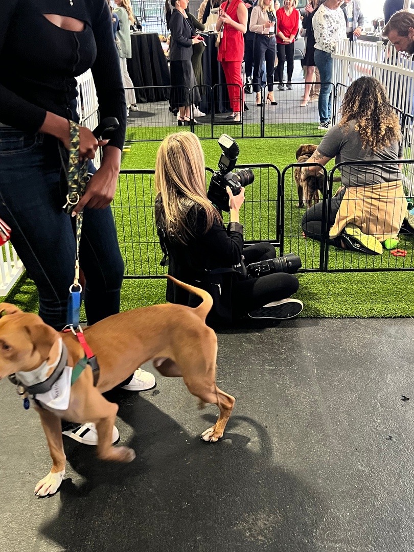 CCPEvents's tweet image. Puppy Power!!
Between all those riveting conference sessions, our attendees loved having the opportunity to take a much-needed break and indulge in some furry cuddles with adorable puppies! #Conference #ConferencePlanner