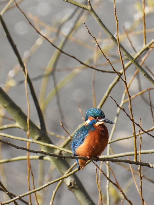 #WorcestershireHour Kingfisher Spotting in Diglis always a good way to unwind!