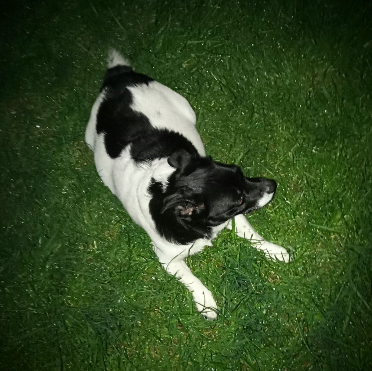 ParaAnd89's tweet photo. This evening, Milo decided that he wanted to LIE DOWN on the cold, muddy grass ๐ My little mucky pup!!
#Doge #JackChi #UnconditionalLove #Kawaii #MyBaby #PuppyLove https://t.co/HqWFfoU4Yy