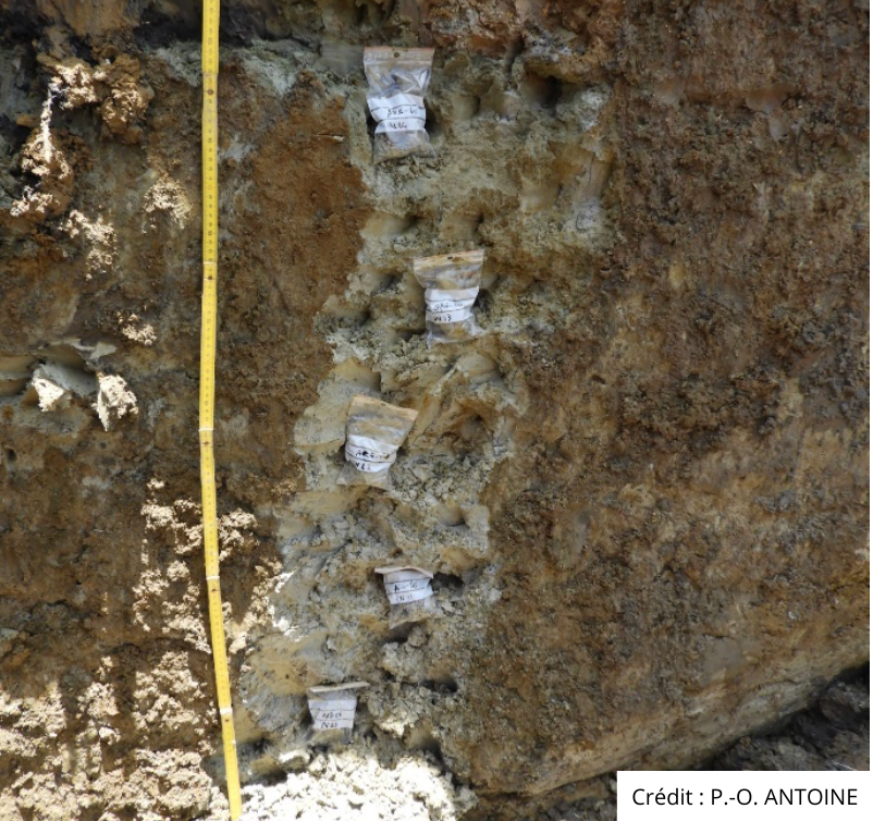 LabEx CEBA tweet media