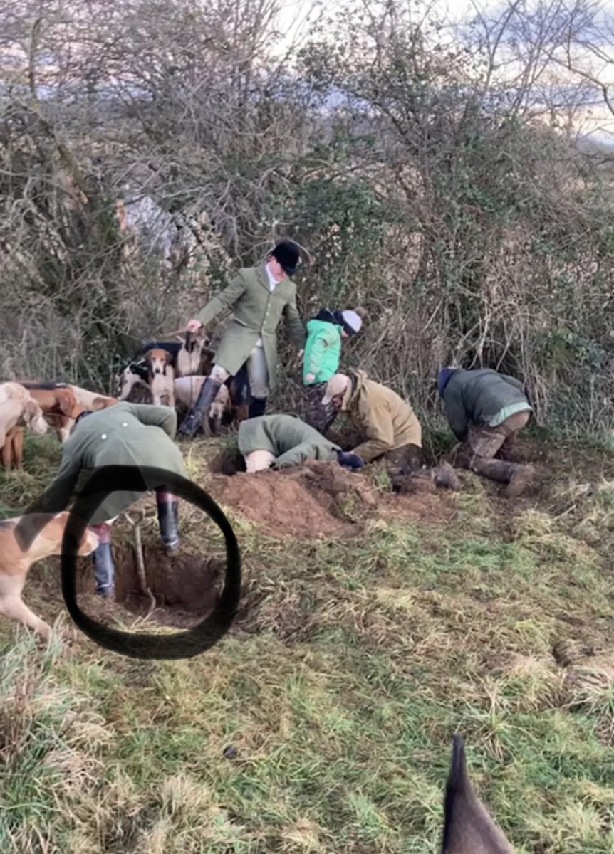 Given the news that Tom Ledbury (right) has now been convicted, we are asking why Rob Shearring (pictured with spade) who is also in the video assisting Radbourne and Thompson, has not also been charged? @WiltsRuralCrime @RSPCA_official? Any reason why justice remains unserved?