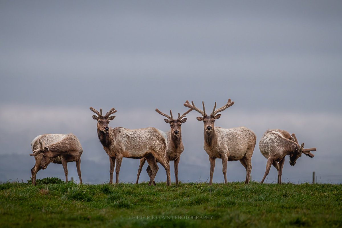 SSVHD's tweet image. Pt Reyes Tule Elk