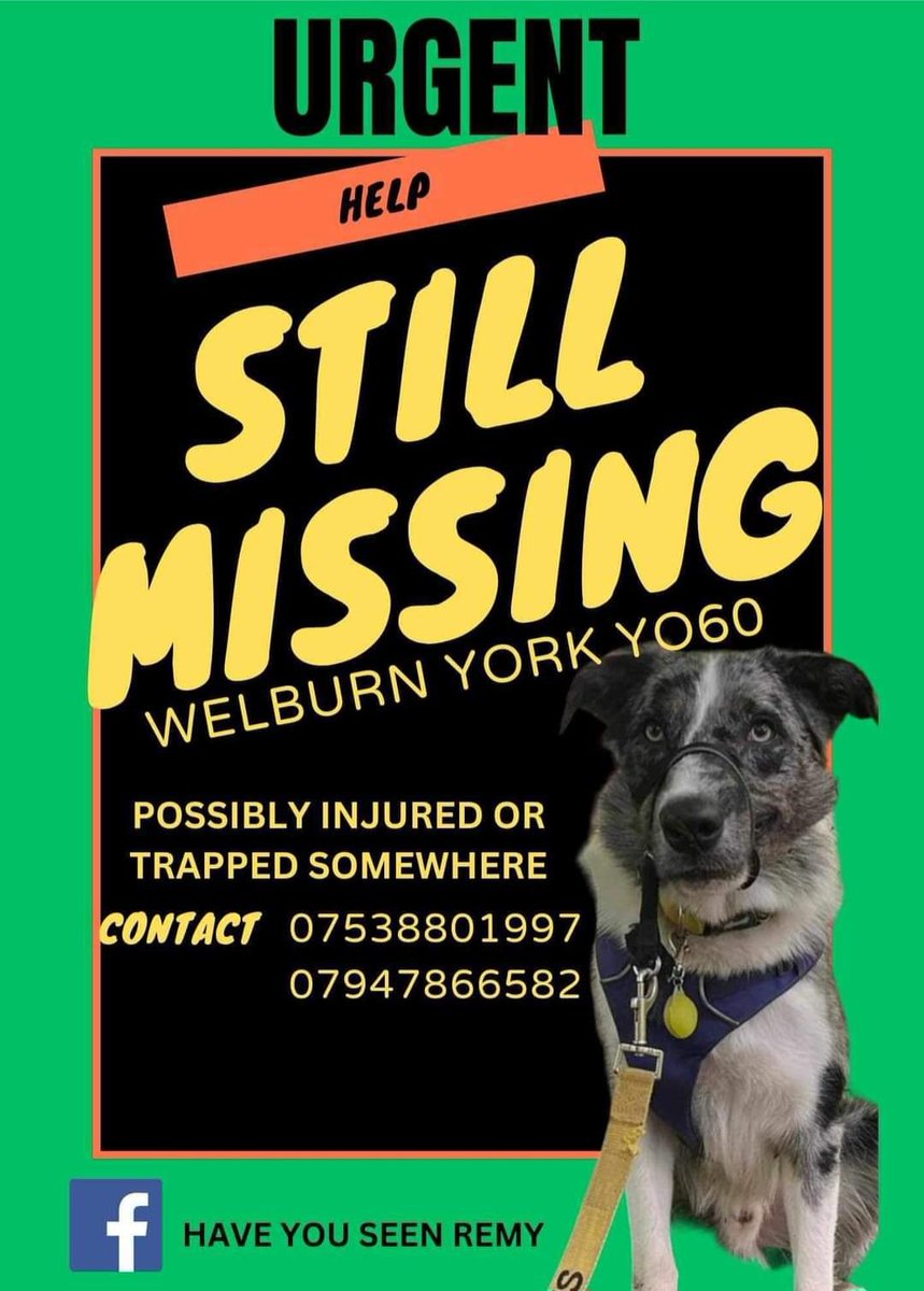 #findingRemy missing since 18/3/2024 #Welburn #York #blue merle collie involved in a rta in #Bulmer ran off and no sightings since  possibly injured  nervous dog #help share/Retweet report any sightings @AmandaOwen8 @BBCLookNorth @Welcome2Yorks