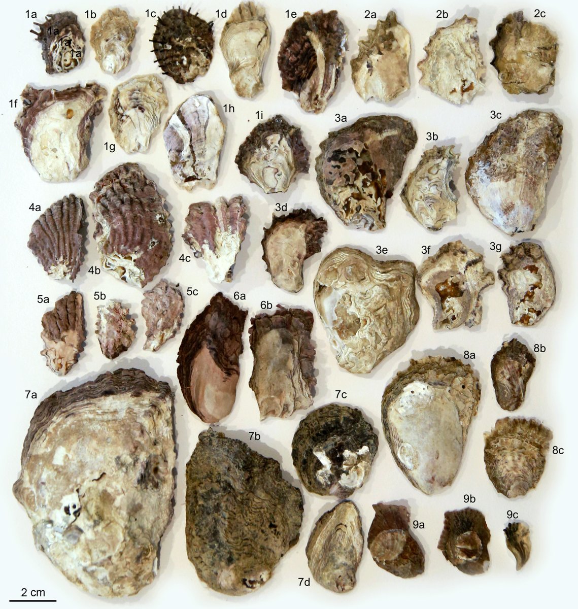 Our molecular survey of intertidal oysters in Queensland is now out! We found 14 species total - several of these are good candidates for aquaculture, here and elsewhere in the Indo-Pacific: doi.org/10.1016/j.aqua…