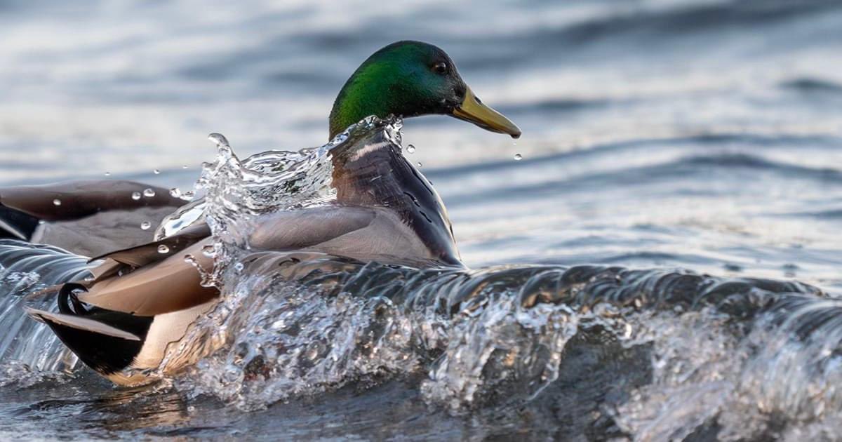 Got a well-timed shot of this duck swimming into the tiny waves at the neck of Neck Point Park last night.