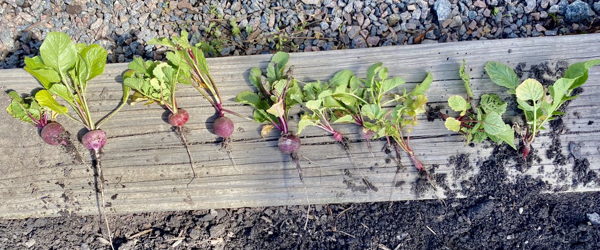 Kindergarteners pulled radishes in the Spring that they planted by seed in the Fall and placed them by smallest to biggest and observed root system and will taste them tomorrow! ⁦@SeatackDream⁩ ⁦@vbschools⁩ #GardenScience #ThinkingLikeaGardener ⁦@VBGifted⁩