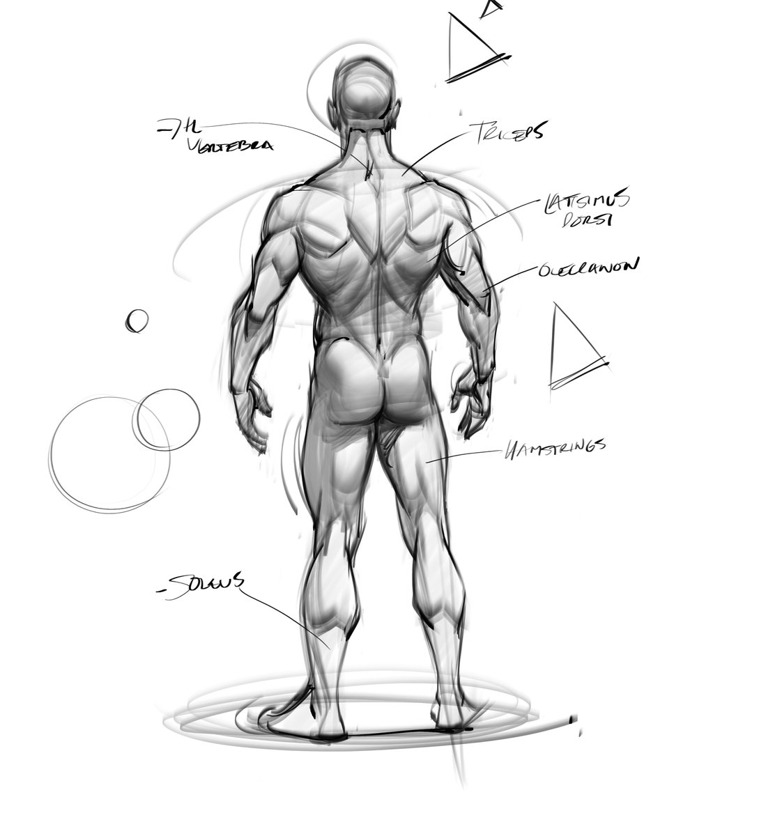 Anatomy sketch of the back muscles! #muscles #back #drawing #gesturedrawing #figuredrawing #trapezius #latismusdorsi #hamstrings #posteriorchain #soleus #glutes #humananatomy #gottogetbetter #art #shading