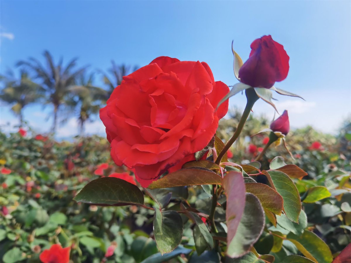 🌹🌹🌹The five-day 2024 International Rose Cultural Festival will be held in Sanya's Yalong Bay from April 9th to 13th! #EnjoySanyaMoments #2024InternationalRoseCulturalFestival #Sanya