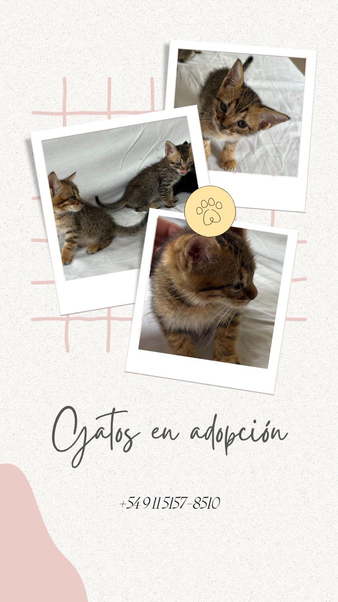 JTurche's tweet image. Rescatados, son de dos crías diferentes, de dos gatas diferentes de la calle. Tienen 2 y 3 meses. Bellos. Ayuda para encontrar quien les de una vida feliz! Zona norte de gran Buenos Aires y capital. Los llevo si hay adoptante responsable. Ayuda en la difusión!