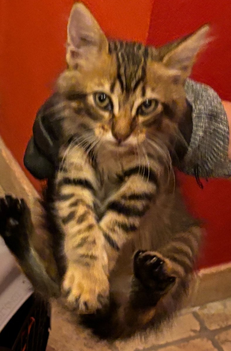 JTurche's tweet image. Rescatados, son de dos crías diferentes, de dos gatas diferentes de la calle. Tienen 2 y 3 meses. Bellos. Ayuda para encontrar quien les de una vida feliz! Zona norte de gran Buenos Aires y capital. Los llevo si hay adoptante responsable. Ayuda en la difusión!