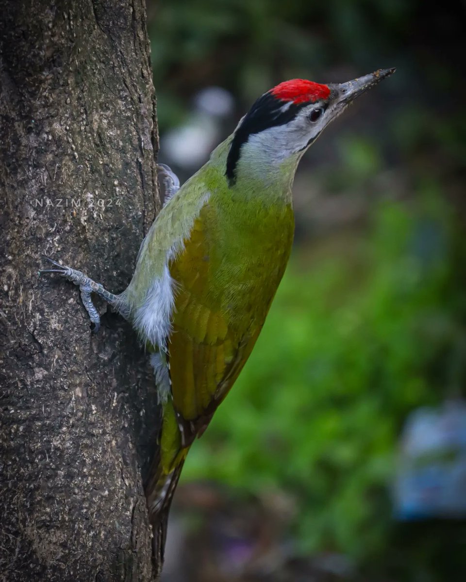 Nazim Ali Manhas tweet media