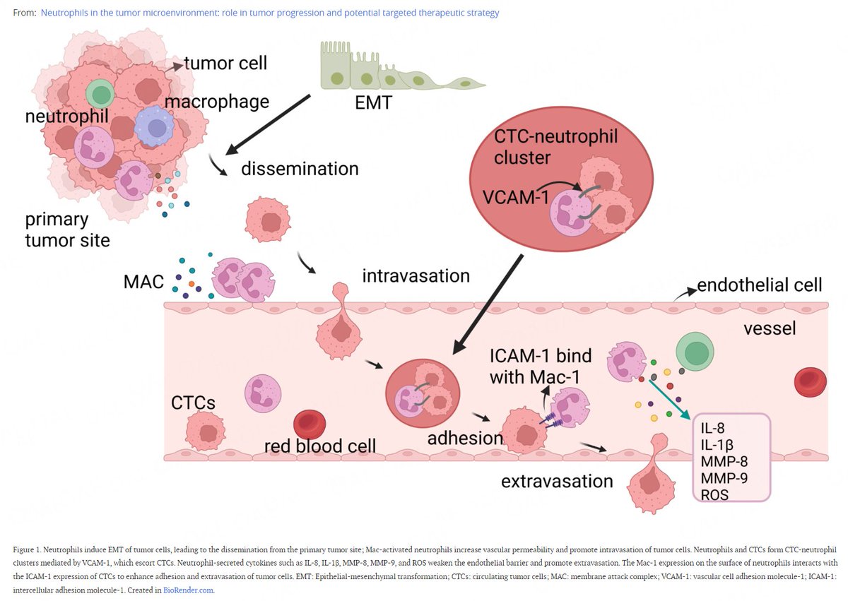 👏Welcome to read our latest published article: Neutrophils in the #tumor #microenvironment: role in tumor progression and potential targeted therapeutic strategy Download PDF:f.oaes.cc/xmlpdf/7eaff79……Online read: oaepublish.com/articles/2394-…