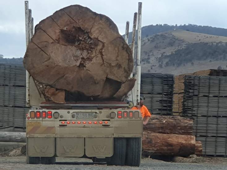 The tragedy of native forest logging continues in lutruwita / Tasmania. Another ancient tree destroyed today. Tasmania's next parliament must end this
<a href="/jeremyrockliff/">Jeremy Rockliff</a>. #politas #endnativeforestlogging